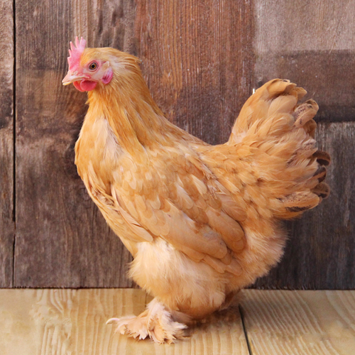 Poultry for Sale | Backyard Poultry | Chickens, Ducks, Geese, Turkeys