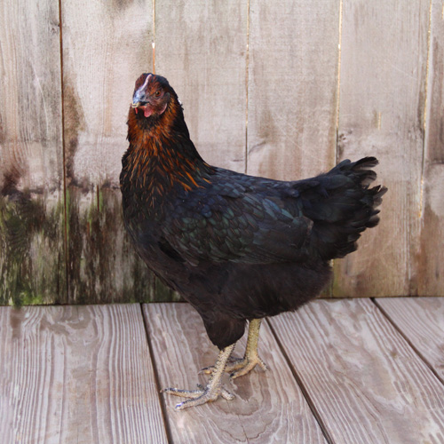 Poultry for Sale | Backyard Poultry | Chickens, Ducks, Geese, Turkeys