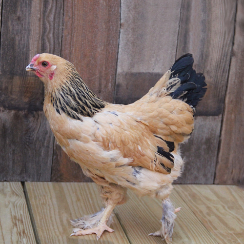 Poultry for Sale | Backyard Poultry | Chickens, Ducks, Geese, Turkeys