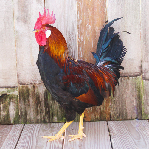 Poultry for Sale | Backyard Poultry | Chickens, Ducks, Geese, Turkeys