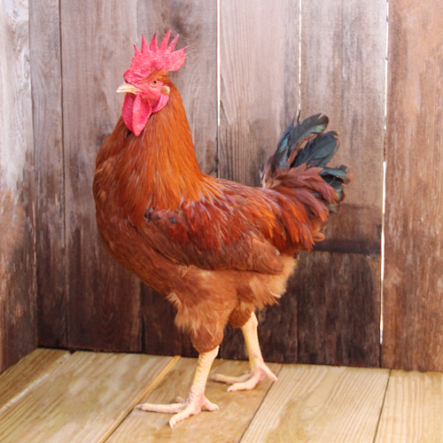 Poultry for Sale | Backyard Poultry | Chickens, Ducks, Geese, Turkeys