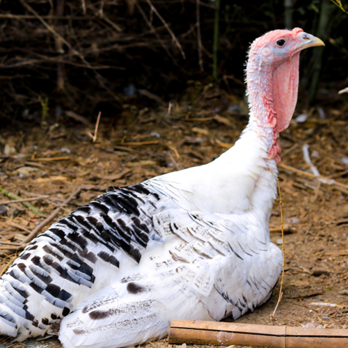 Poultry for Sale | Backyard Poultry | Chickens, Ducks, Geese, Turkeys