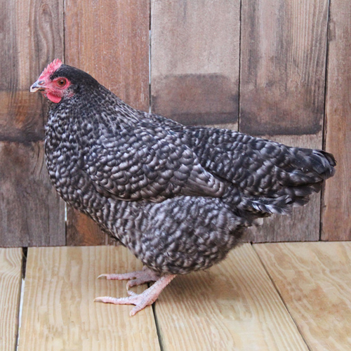 Poultry for Sale | Backyard Poultry | Chickens, Ducks, Geese, Turkeys