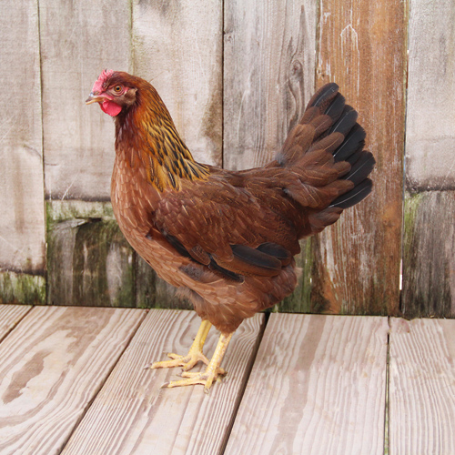 Poultry for Sale | Backyard Poultry | Chickens, Ducks, Geese, Turkeys