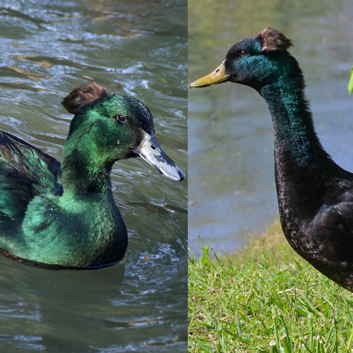 black crested duck