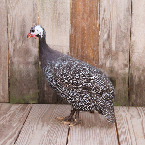 Poultry for Sale | Backyard Poultry | Chickens, Ducks, Geese, Turkeys