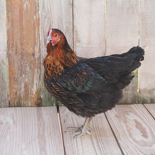 Poultry for Sale | Backyard Poultry | Chickens, Ducks, Geese, Turkeys