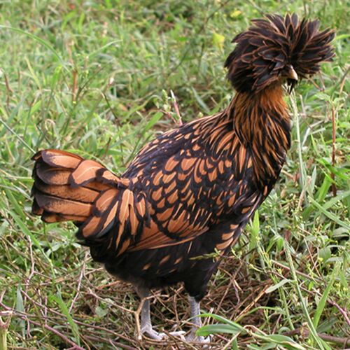 Poultry for Sale | Backyard Poultry | Chickens, Ducks, Geese, Turkeys